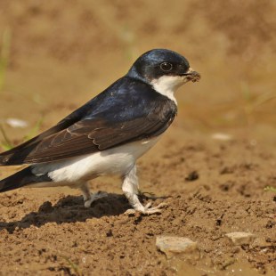 Mehlschwalbe | ©  Herbert Henderkes