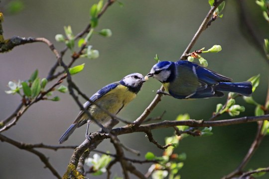 Zwei Blaumeisen sitzen in einem Strauch mit Knospen. | © Ingo Rittscher