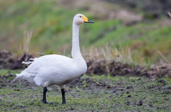 Singschwan auf Wiese | © Gunther Zieger