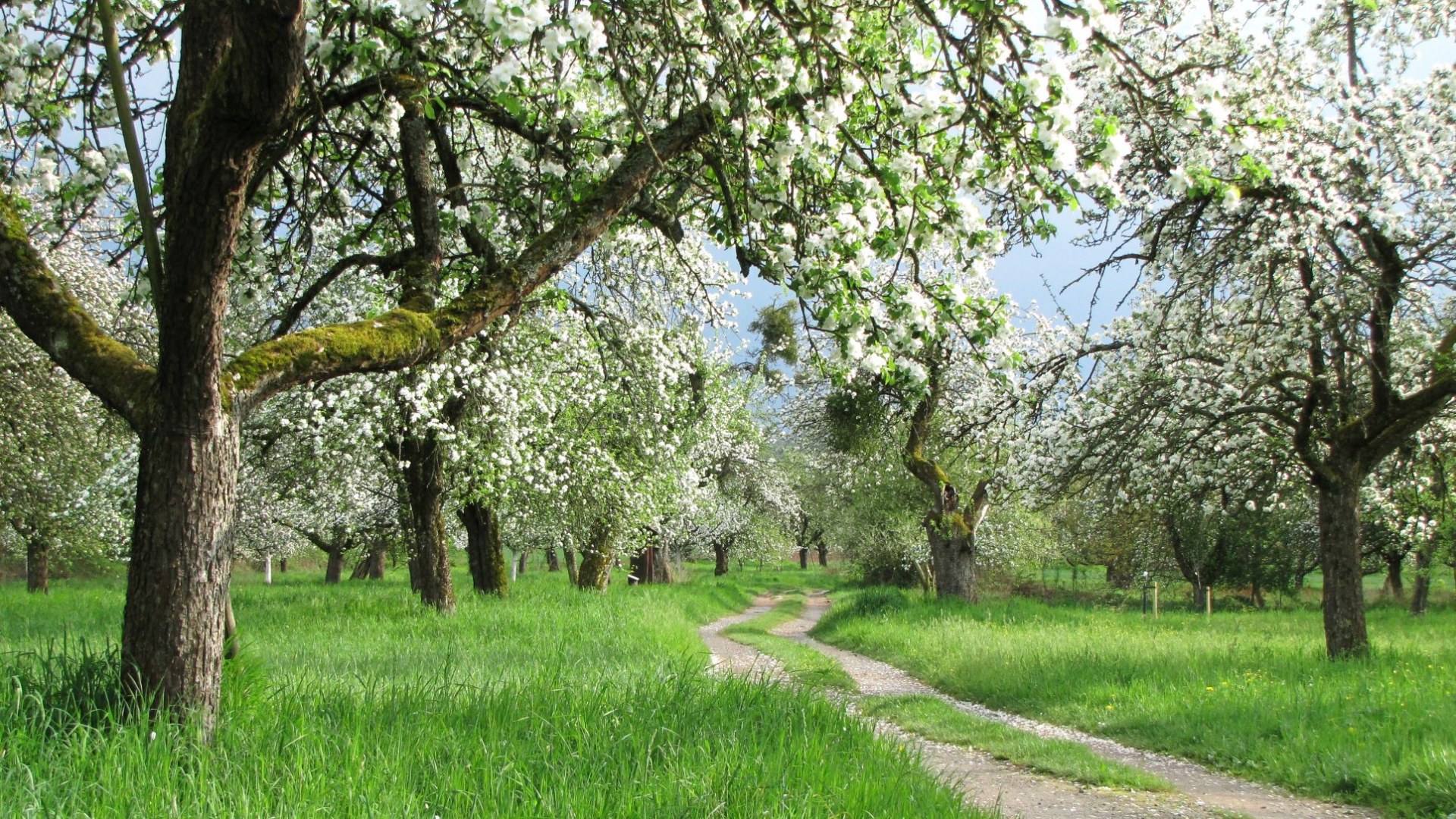 Streuobstwiese Blüten Frühling | © Thomas Staab