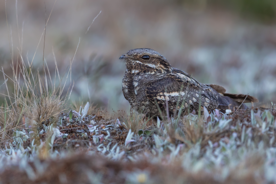 Ziegenmelker sitzt auf einem trockenen Waldboden | © Gunther Zieger