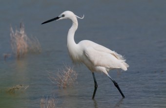 Seidenreiher im Wasser | © Bosch Christoph