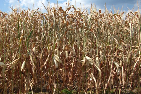 Vertrocknetes Maisfeld | © Thomas Staab