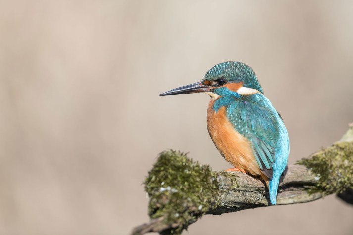 Eisvogel auf einem Ast | © Christoph Bosch