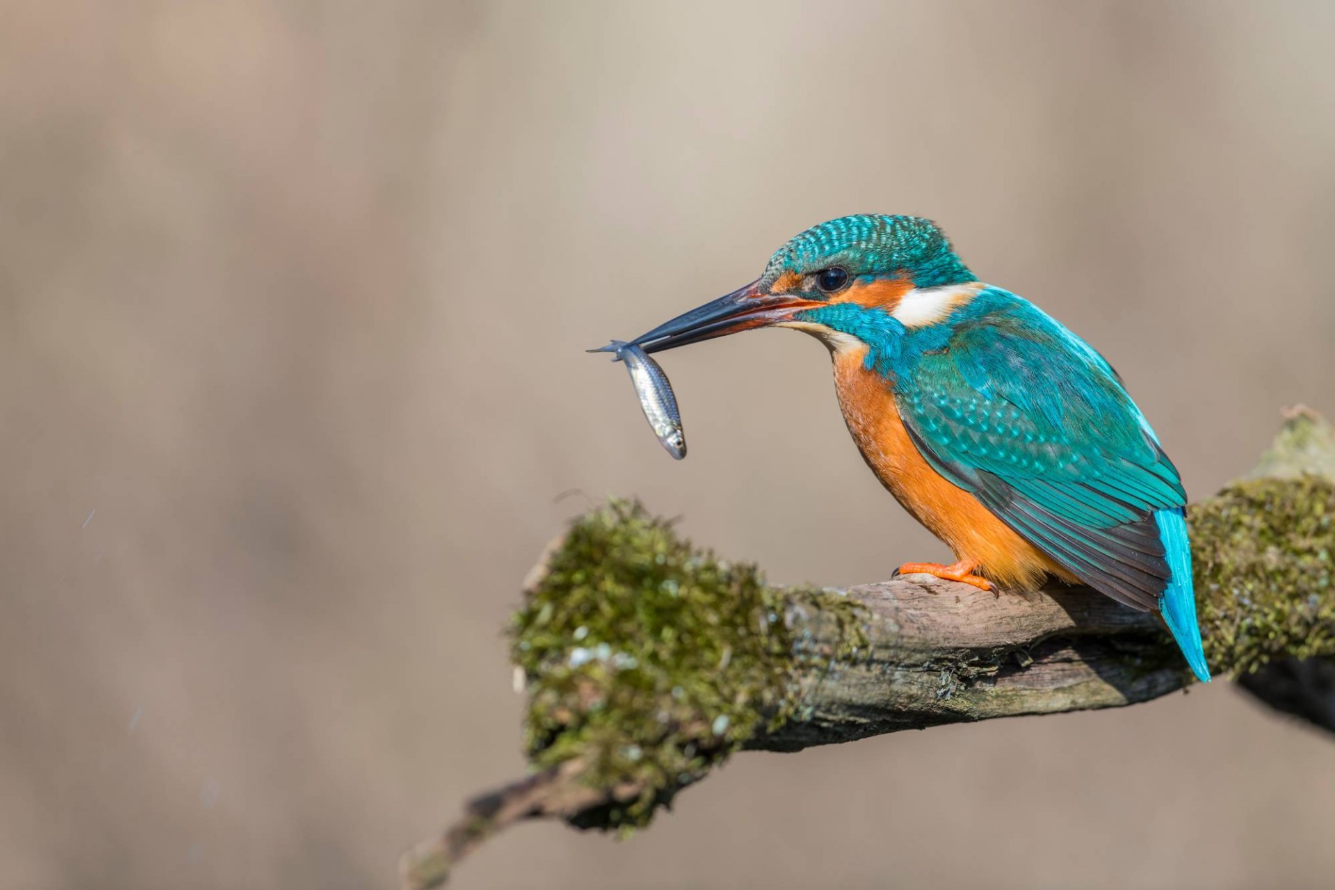 Eisvogel sitzt auf einem Ast mit kleinem Fisch im Schnabel | © Christoph Bosch