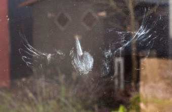n Abdruck eines Vogels an einer Fensterscheibe, der wohl gegen die Scheibe geflogen ist | © Ralph Sturm