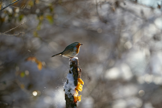 Rotkehlchen | © Lindhorst Hauke