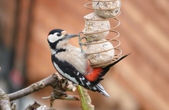 Buntspecht an Futterstelle | © Markus Brindl