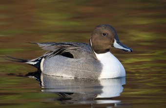 Spiessente auf Wasser | © Frank Derer