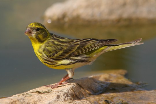 Ein Girlitz sitzt auf einem Stein am Ufer eines Bachs | © Zdenek Tunka