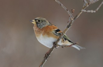 Porträt eines Bergfinken | © Zdenek Tunka