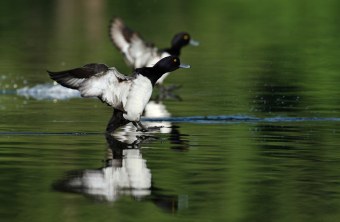 Reiherenten | © Claudia Becher