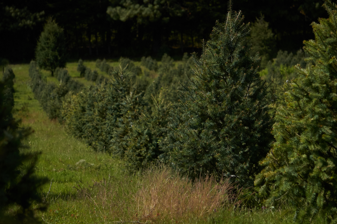 Weihnachtsbaum-Plantage | © Canva Briela