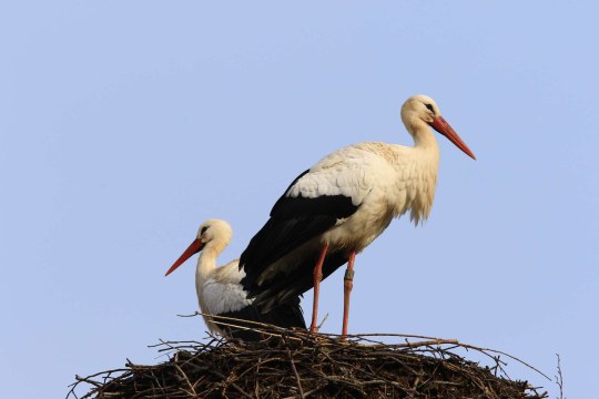 Weissstorch im Nest | © Hans Schönecker
