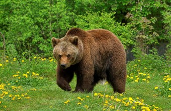 Braunbär auf Wiese. | © Christoph Bosch