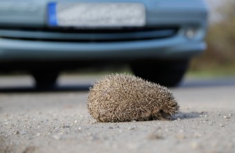 Igel auf der Straße | © Ralph Sturm