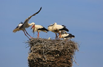 Weißstorch im Nest | © Hans Schoenecker