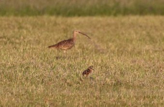 Erwachsener Großer Brachvogel mit Küken | © Wolfgang Nerb