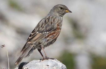 Alpenbraunelle auf Felsstein | © H.-J. Fünfstück