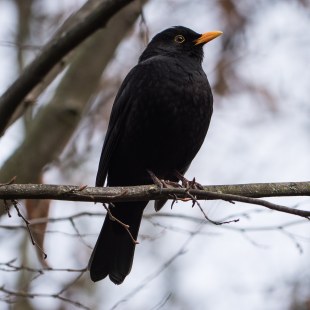 Amselmännchen | © Jill Dieroff