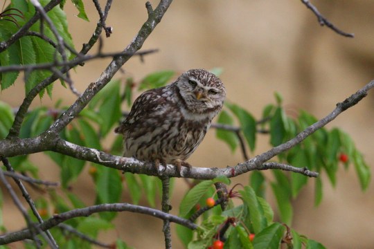 Steinkauz auf einem Kirschbaum | © Zdenek Tunka