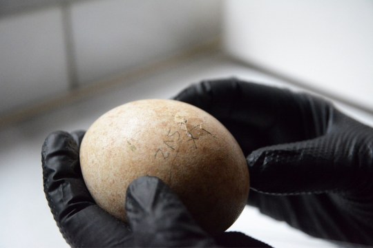 Bartgeier | ©Franziska Lörcher, VCF/ Guadalentin, Junta de Andalucía