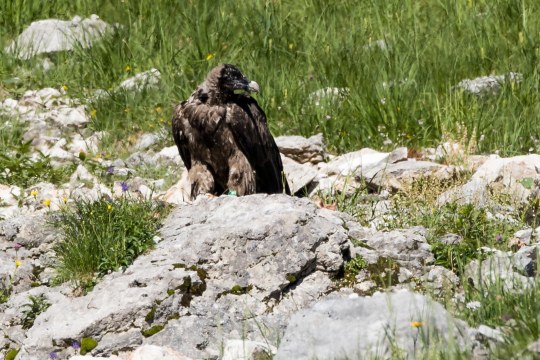 Bartgeier Dagmar nach dem ersten Ausflug | © Richard Straub