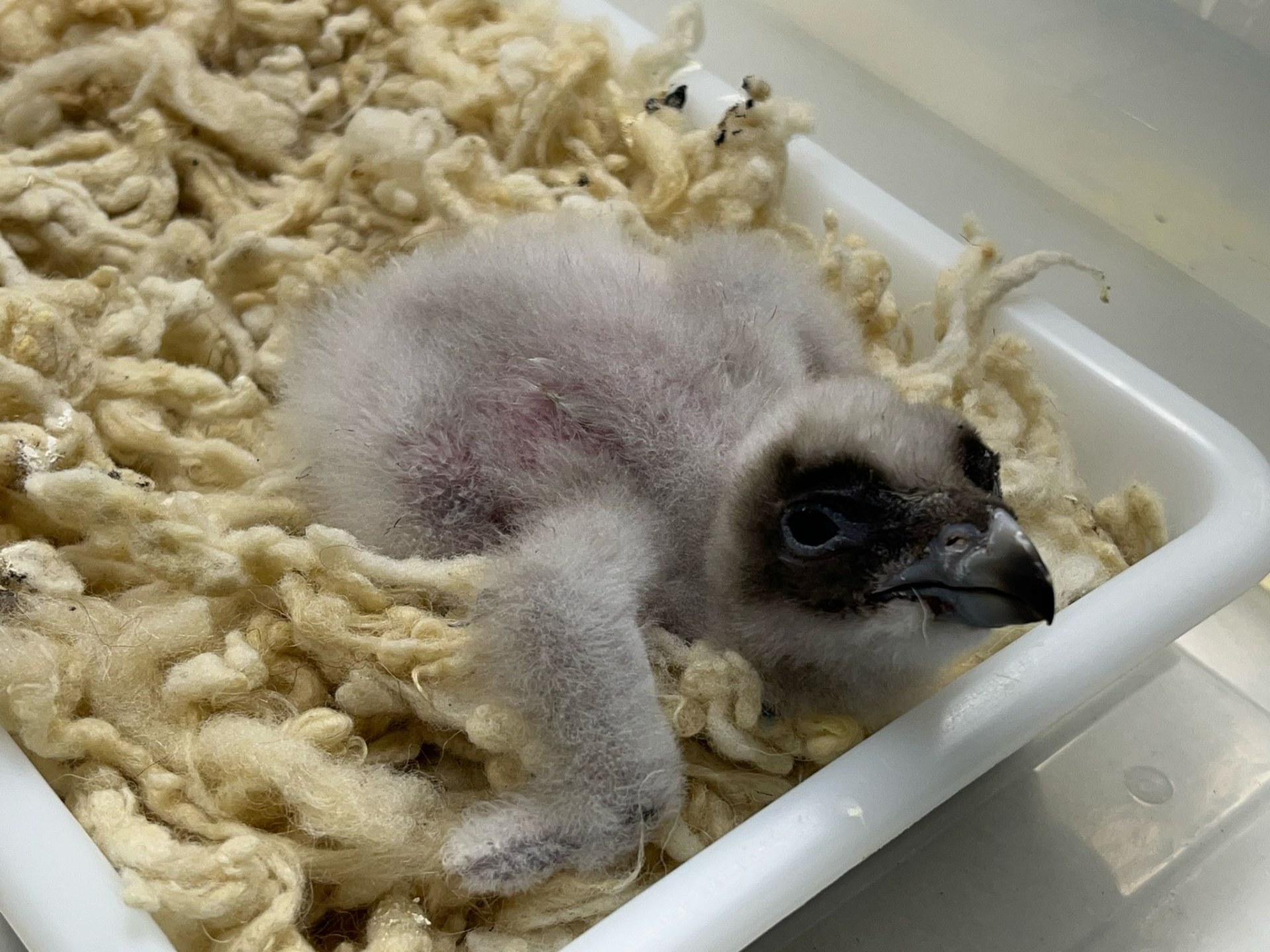 Bartgeierküken aus der spanischen Aufzuchtstation Gudalentin  | ©Toni Wegschneider