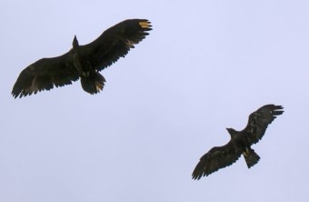 Bartgeier Vinzenz und Steinadler | © Markus Leitner