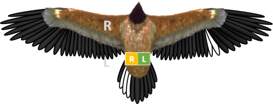 Bleichmuster und Ringe von Bartgeier Luisa, der linke Ring ist gelb, der rechte grün. Luisas gebleichte Federn befinden sich im Stoß und in den äußeren rechten Handschwingen | © IBM