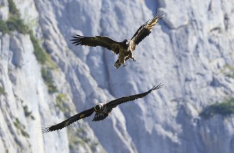 Bavaria fliegt über Wally | © Markus Leitner