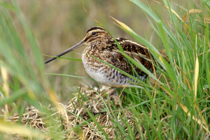 Eine Bekassine sitzt gut getarnt im hohen Gras, ein Bild aus dem LBV Bildarchiv des Landesbundes für Vogelschutz. | © Heinz Tuschl LBV Bildarchiv