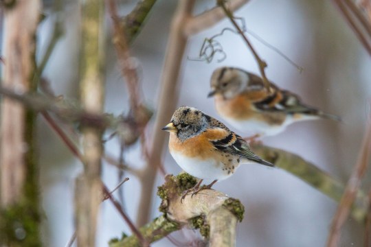 Zwei Bergfinken sitzen auf Ästen. Der Vordere ist scharf eingestellt, der hintere eher verschwommen | © Ralph Sturm