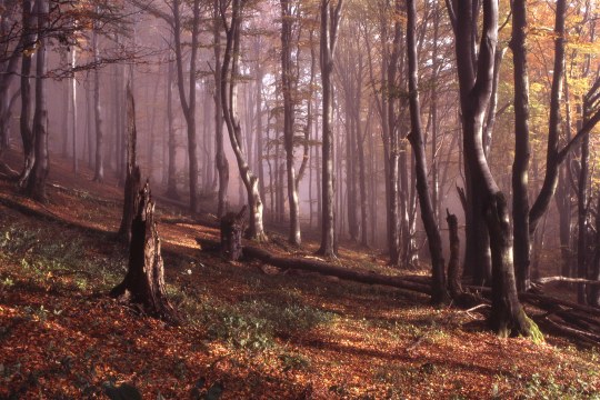 Bergwald in der Rhön | © Dr. Eberhard Pfeuffer