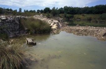 Wechselkrötenlaichgewässer | © Andreas von Lindeiner