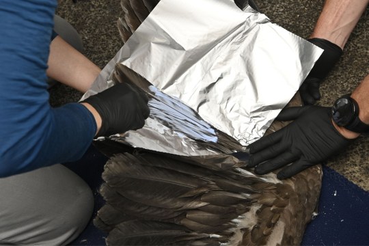 Bleichen der Federn | © Hansruedi Weyrich