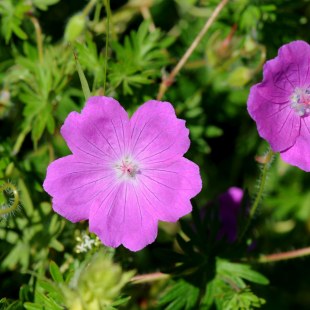 Blut-Storchschnabel (Geranium sanguineum) | © Dr Eberhard Pfeuffer