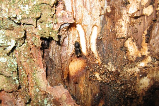 Borkenkäferbefall auf einer Fichte | © Dr. Christian Stierstorfer