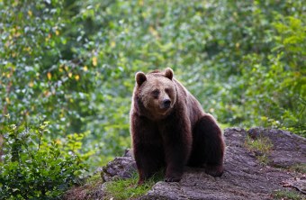 Ein ausgewachsener Braunbär sitzt auf einem Felsen in einem grünen Laubwald | © Marcus Bosch