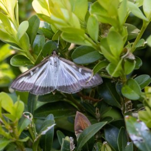 Ein Buchsbaumzünsler sitzt auf grünen Blättern, ein Thema des Landesbunds für Vogel- und Naturschutz in Bayern e. V.