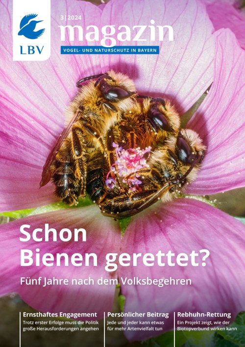 Cover LBV Magazin Ausgabe 03/2024 mit Bienen auf dem Cover