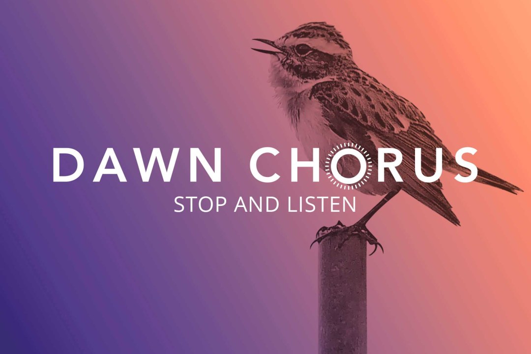 Braunkehlchen auf Zaunpfahl mit einem lila orangenen Farbverlauf