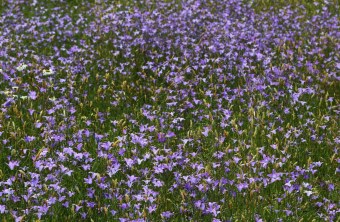 Freyuung-Grafenau | © Dr. Fritz Haselbeck (Freyuung-Grafenau)