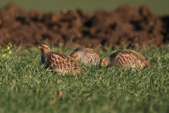 Drei ausgewachsene Rebhühner fressen im niedrigen Gras | © Dr. Christoph Moning