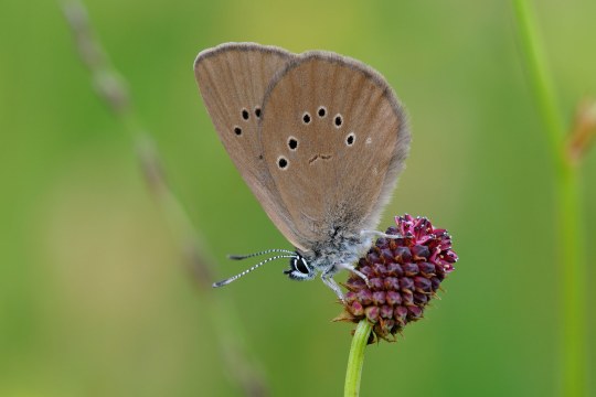 Dunkler Wiesenknopf-Ameisenbläuling | © Dr. Eberhard Pfeuffer