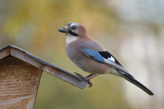 Eichelhäher sitzt auf Futterhaus ist von der Seite zu sehen |© Günther Lamm