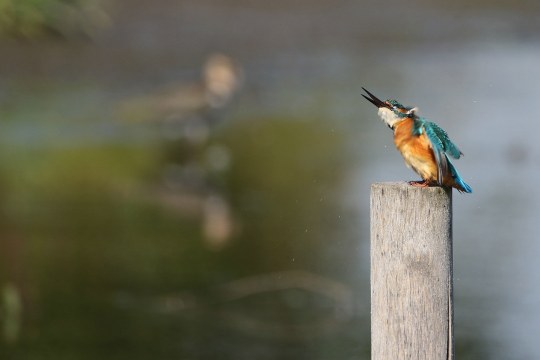 Eisvogel auf Ansitz | © Carl-Peter Herbolzheimer