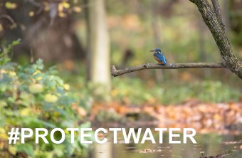 Eisvogel sitzt auf einem Ast, darunter steht #PROTECTWATER in großen Lettern | © Ralph Sturm
