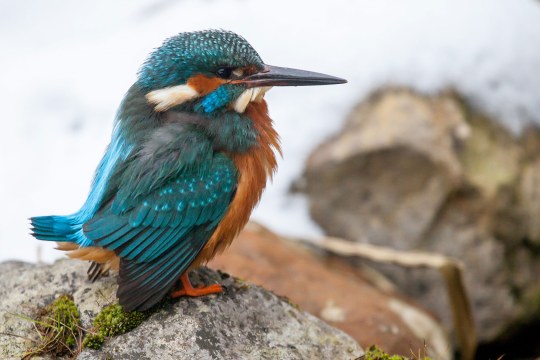 Eisvogel sitzt auf einem Stein | © Ralph Sturm