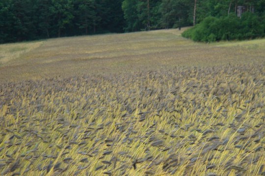 Feld voll mit der Emmerpflanze | © Bernd Raab